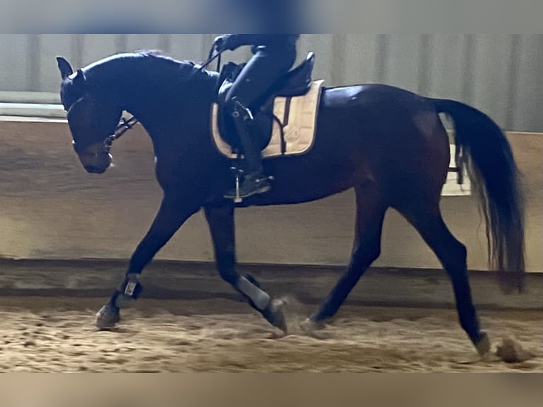 Hannoveraner Stute 14 Jahre 162 cm Dunkelbrauner in Ro&#xDF;dorf