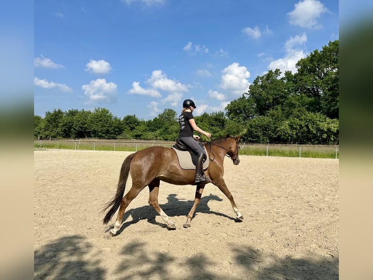 Hannoveraner Stute 14 Jahre 163 cm Fuchs in Fredenbeck