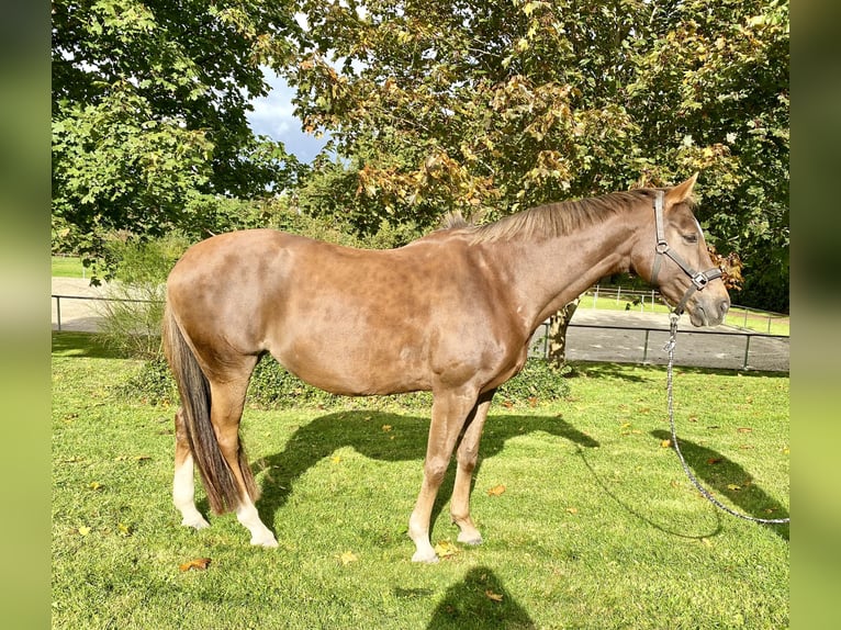 Hannoveraner Stute 14 Jahre 163 cm Fuchs in Fredenbeck