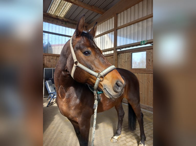 Hannoveraner Stute 14 Jahre 164 cm Brauner in Fr&#xF6;ndenberg