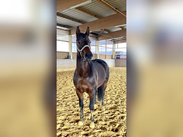 Hannoveraner Stute 14 Jahre 164 cm Brauner in Fr&#xF6;ndenberg