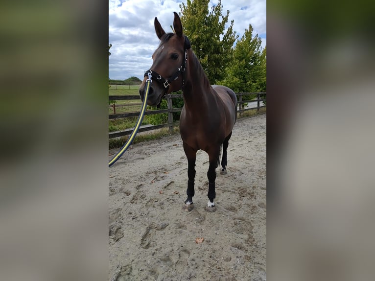 Hannoveraner Stute 14 Jahre 164 cm Brauner in Fr&#xF6;ndenberg