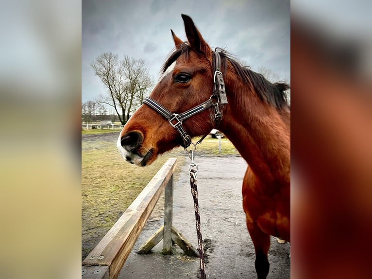 Hannoveraner Stute 14 Jahre 165 cm Brauner in Zehdenick