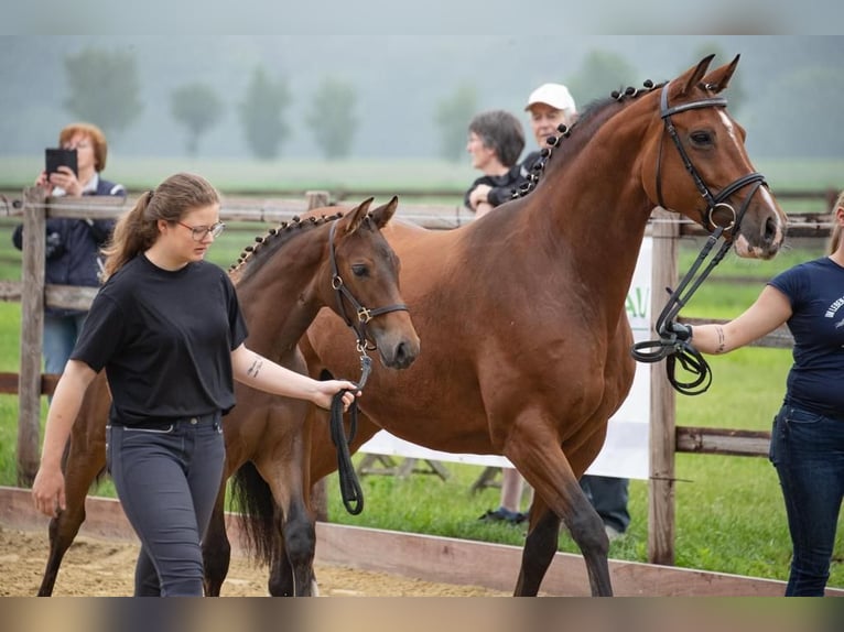 Hannoveraner Stute 14 Jahre 165 cm Brauner in Zehdenick