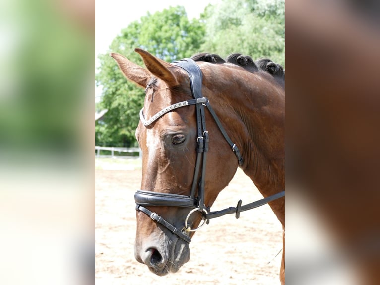 Hannoveraner Stute 14 Jahre 165 cm Dunkelfuchs in Hilders