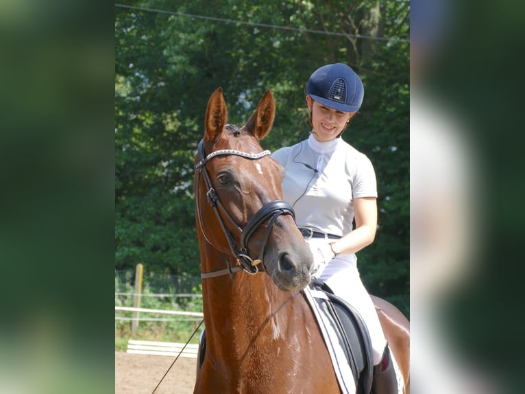 Hannoveraner Stute 14 Jahre 165 cm Dunkelfuchs in Hilders