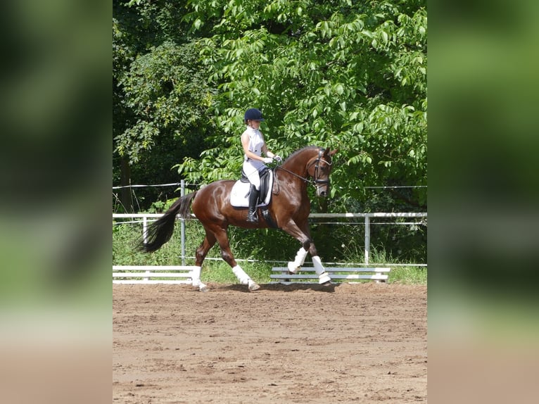 Hannoveraner Stute 14 Jahre 165 cm Dunkelfuchs in Hilders