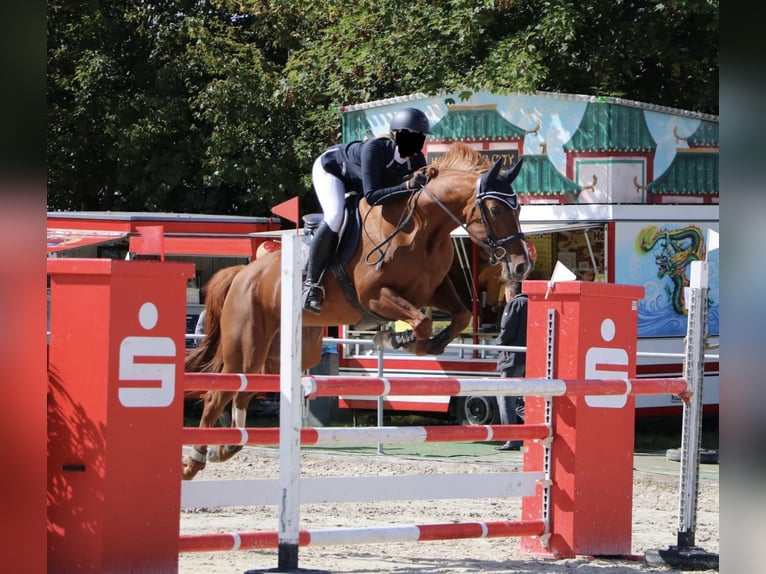 Hannoveraner Stute 14 Jahre 165 cm Fuchs in Harsum