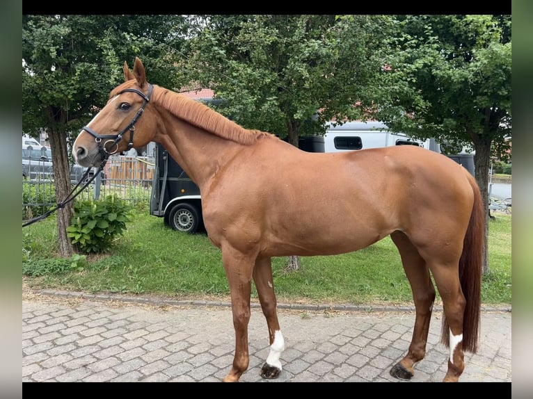 Hannoveraner Stute 14 Jahre 165 cm Fuchs in Harsum