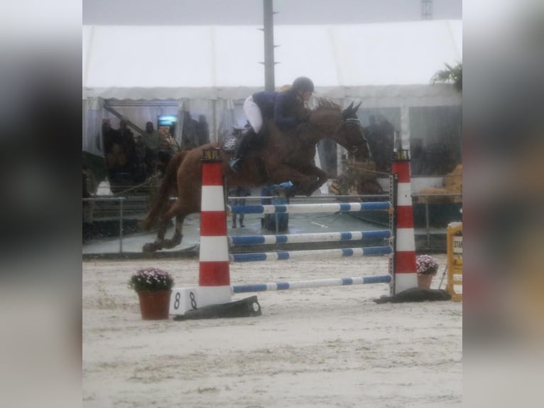 Hannoveraner Stute 14 Jahre 165 cm Fuchs in Harsum