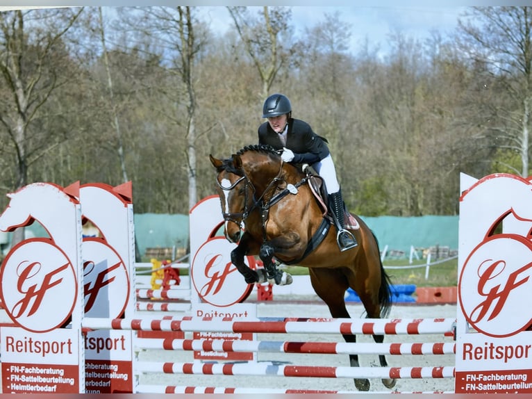 Hannoveraner Stute 14 Jahre 166 cm Brauner in Seeburg