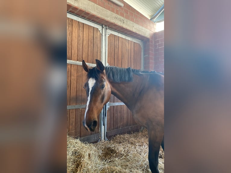 Hannoveraner Stute 14 Jahre 166 cm Brauner in Seeburg