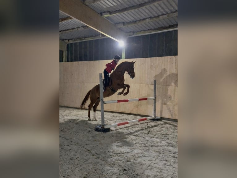 Hannoveraner Stute 14 Jahre 166 cm Dunkelfuchs in Winkelbach