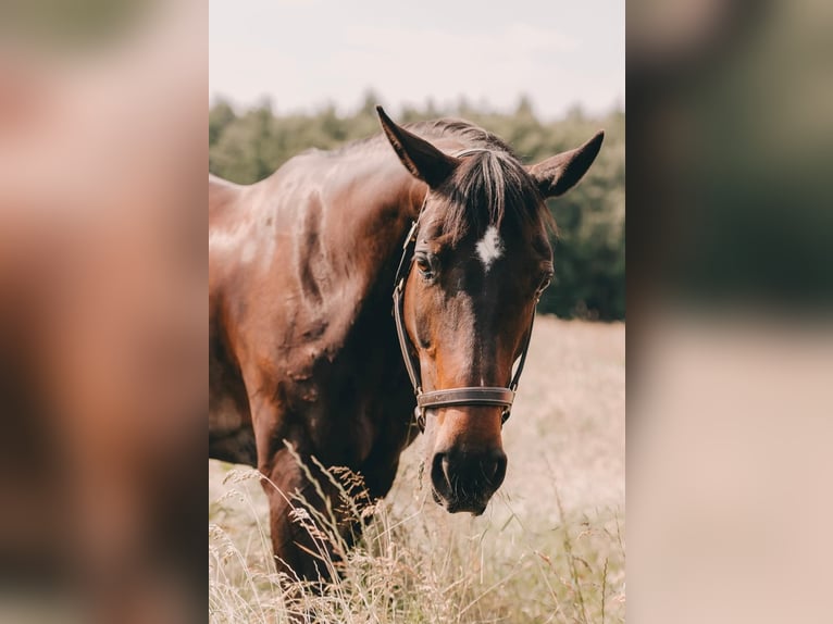 Hannoveraner Stute 14 Jahre 167 cm Dunkelbrauner in Arnsberg