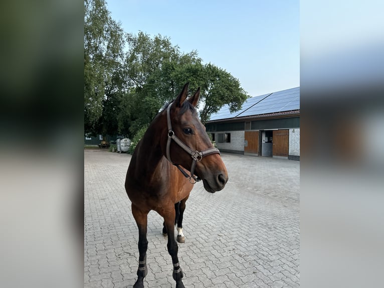 Hannoveraner Stute 14 Jahre 167 cm Dunkelbrauner in Norderstedt