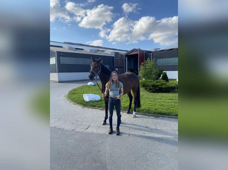 Hannoveraner Stute 14 Jahre 167 cm Dunkelbrauner in Norderstedt