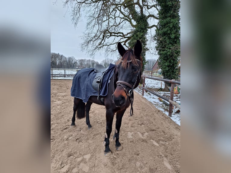 Hannoveraner Stute 14 Jahre 167 cm Dunkelbrauner in Westerstede