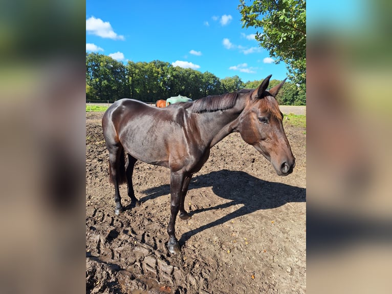 Hannoveraner Stute 14 Jahre 167 cm Dunkelbrauner in Westerstede