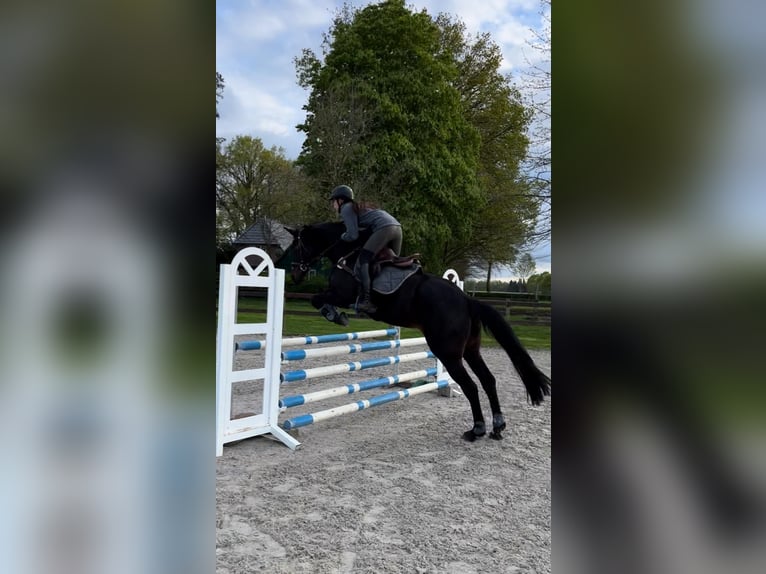 Hannoveraner Stute 14 Jahre 167 cm Dunkelbrauner in Westerstede