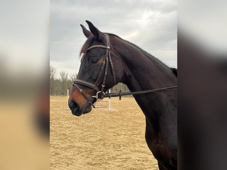 Hannoveraner Stute 14 Jahre 167 cm Dunkelbrauner in Westerstede