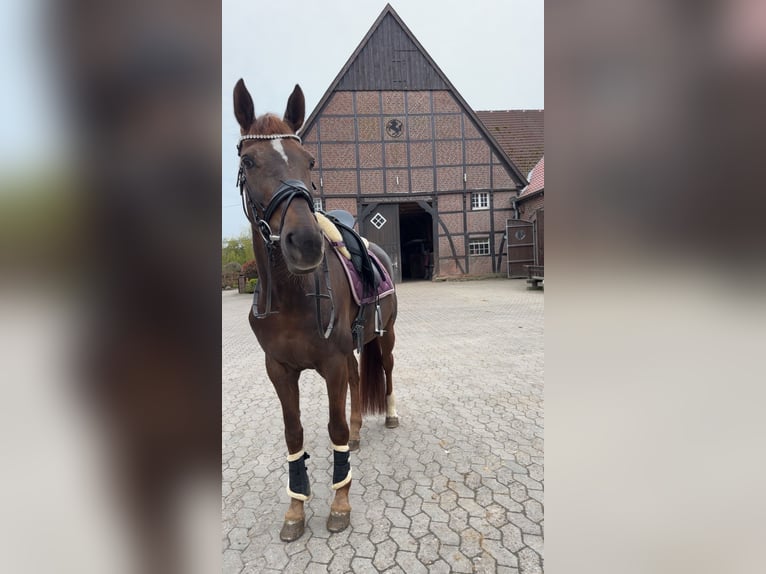 Hannoveraner Stute 14 Jahre 167 cm Dunkelfuchs in Werne