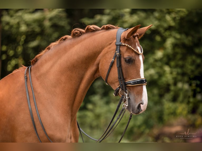 Hannoveraner Stute 14 Jahre 167 cm Fuchs in Wehringen