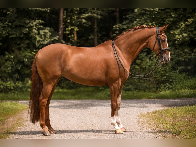 Hannoveraner Stute 14 Jahre 167 cm Fuchs in Wehringen