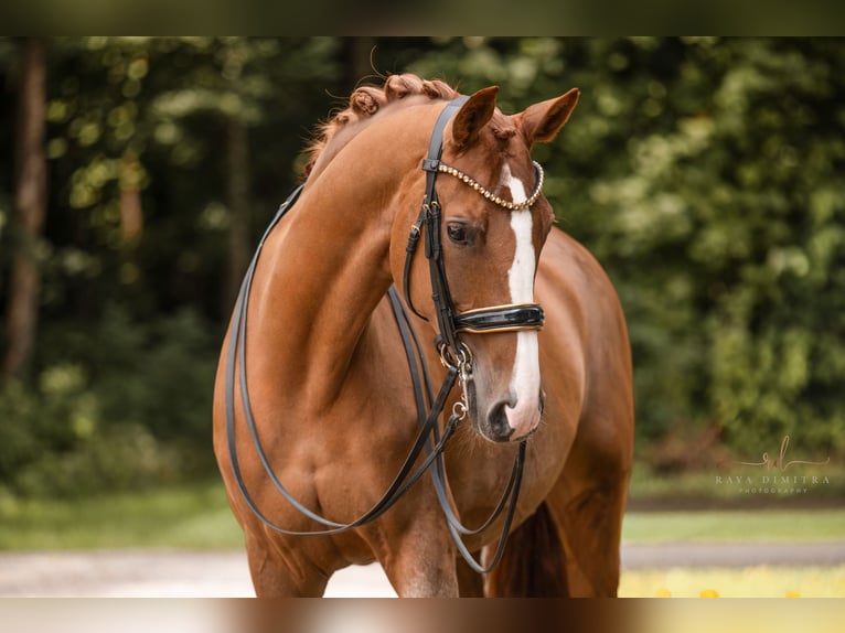 Hannoveraner Stute 14 Jahre 167 cm Fuchs in Wehringen