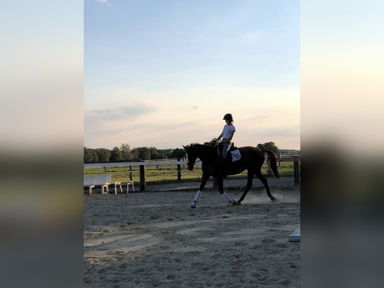 Hannoveraner Stute 14 Jahre 167 cm Fuchs in Fröndenberg