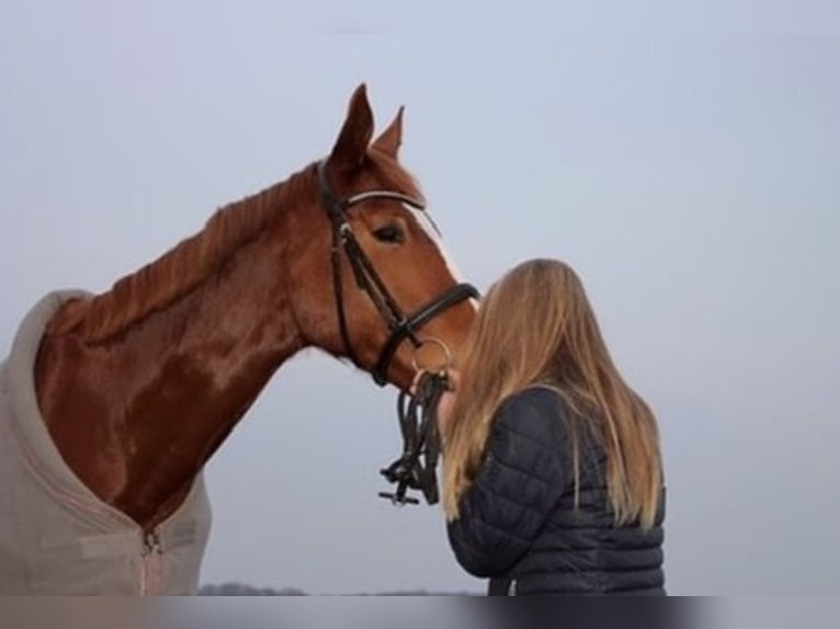 Hannoveraner Stute 14 Jahre 167 cm Fuchs in Fröndenberg