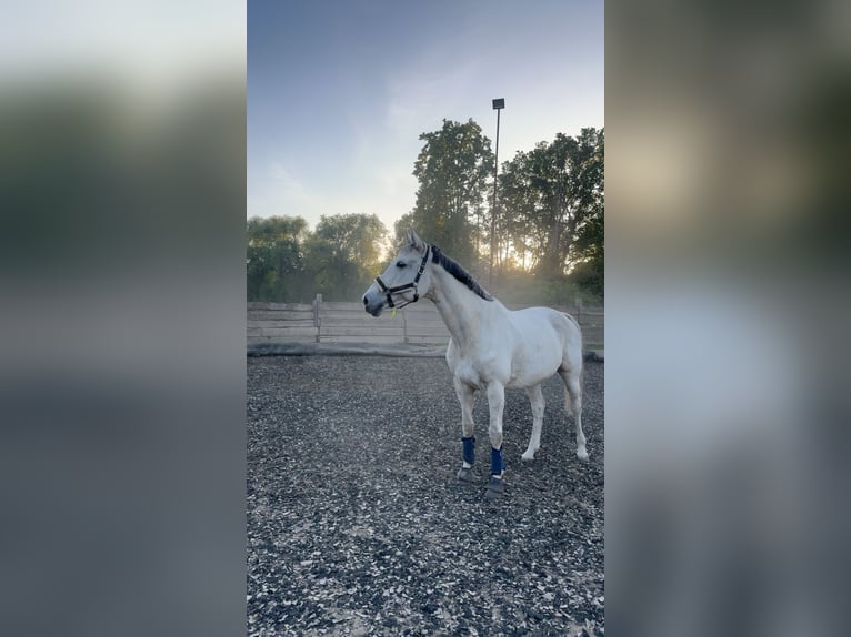 Hannoveraner Stute 14 Jahre 167 cm Schimmel in Sehnde Köthenwald