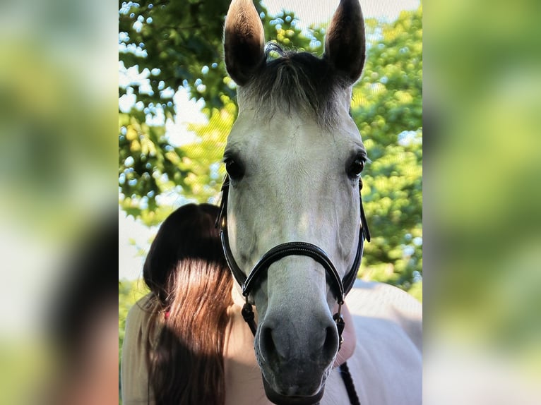 Hannoveraner Stute 14 Jahre 167 cm Schimmel in Sehnde Köthenwald