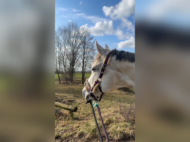 Hannoveraner Stute 14 Jahre 167 cm Schimmel in Sehnde Köthenwald