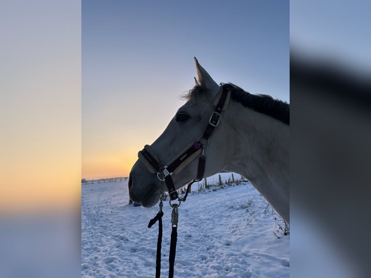 Hannoveraner Stute 14 Jahre 167 cm Schimmel in Sehnde Köthenwald