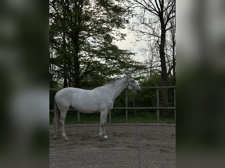 Hannoveraner Stute 14 Jahre 167 cm Schimmel in Sehnde Köthenwald