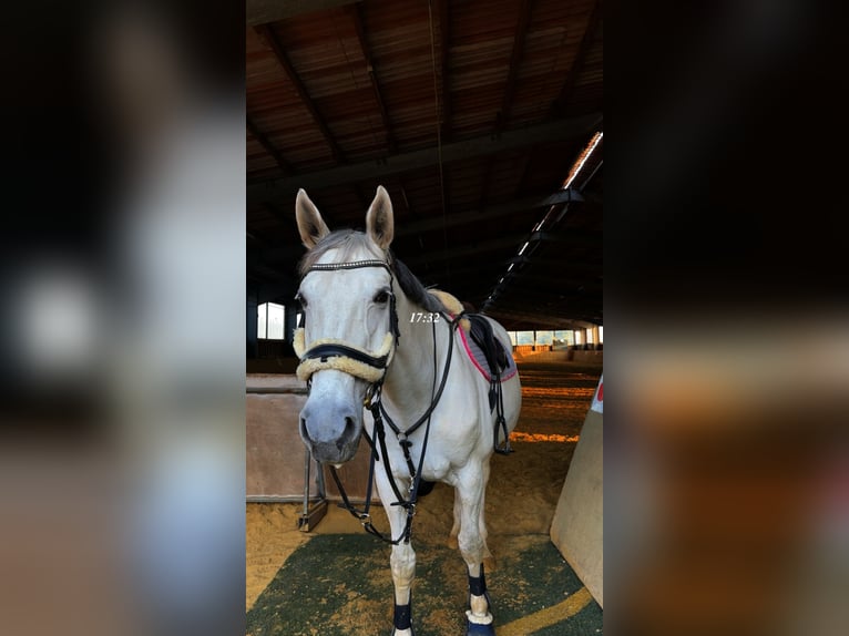 Hannoveraner Stute 14 Jahre 167 cm Schimmel in Sehnde Köthenwald