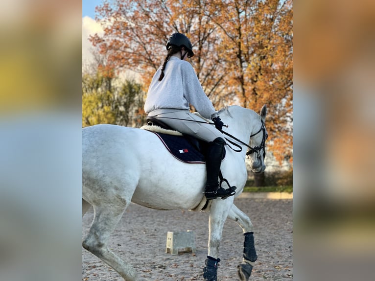 Hannoveraner Stute 14 Jahre 167 cm Schimmel in Sehnde Köthenwald