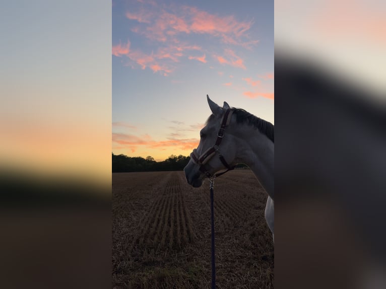 Hannoveraner Stute 14 Jahre 167 cm Schimmel in Sehnde Köthenwald