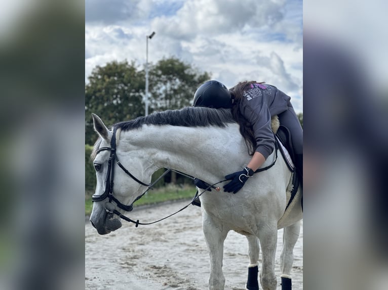 Hannoveraner Stute 14 Jahre 167 cm Schimmel in Sehnde Köthenwald