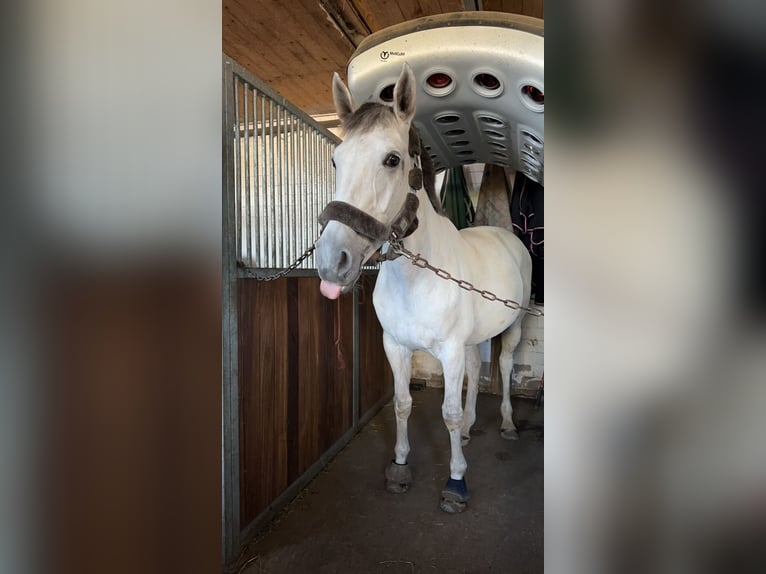 Hannoveraner Stute 14 Jahre 167 cm Schimmel in Sehnde Köthenwald