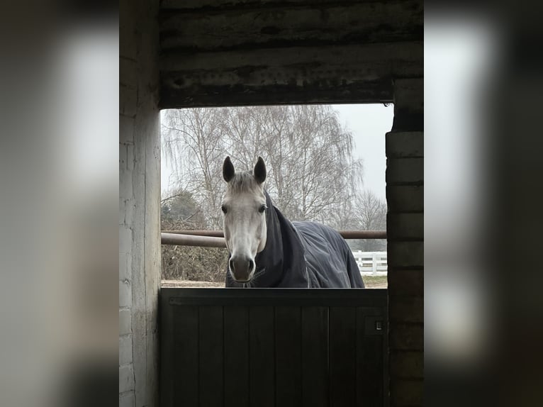 Hannoveraner Stute 14 Jahre 167 cm Schimmel in Sehnde Köthenwald