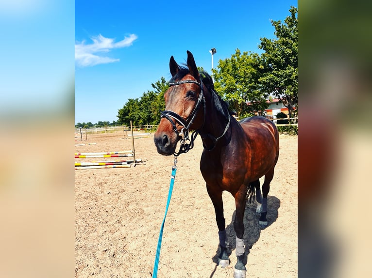 Hannoveraner Stute 14 Jahre 168 cm Brauner in Griesheim