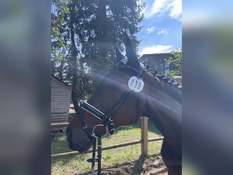 Hannoveraner Stute 14 Jahre 168 cm Brauner in Griesheim