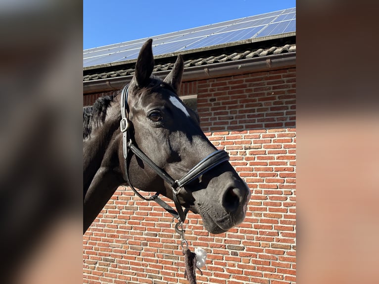 Hannoveraner Stute 14 Jahre 168 cm in Schermbeck