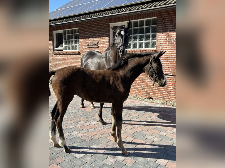Hannoveraner Stute 14 Jahre 168 cm in Schermbeck