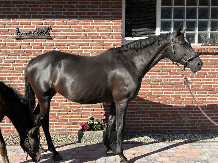 Hannoveraner Stute 14 Jahre 168 cm in Schermbeck