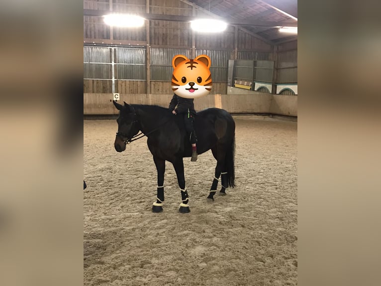 Hannoveraner Stute 14 Jahre 168 cm Dunkelbrauner in Barenburg