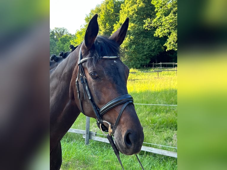 Hannoveraner Stute 14 Jahre 168 cm Dunkelbrauner in Barenburg