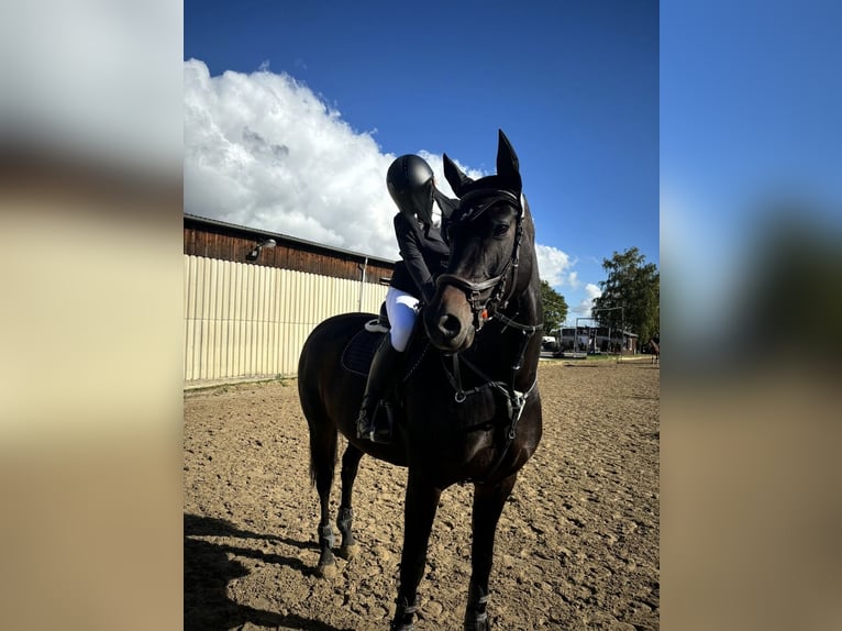 Hannoveraner Stute 14 Jahre 168 cm Dunkelbrauner in Bad Münder am Deister