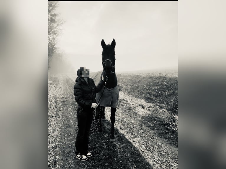 Hannoveraner Stute 14 Jahre 168 cm Dunkelbrauner in Bad Münder am Deister